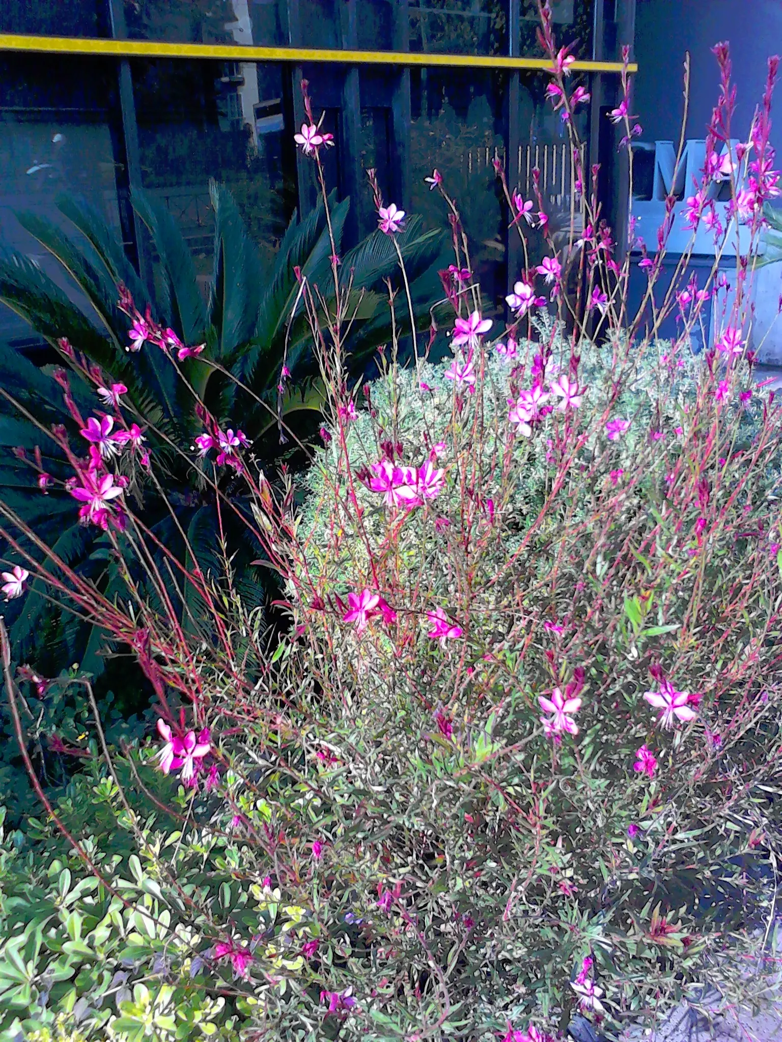 Pink Gaura (Gaura Lindheimeri 'Siskiyou Pink') — amplifying its aesthetic appeal; is a charming perennial that adds a whimsical touch to any garden with its