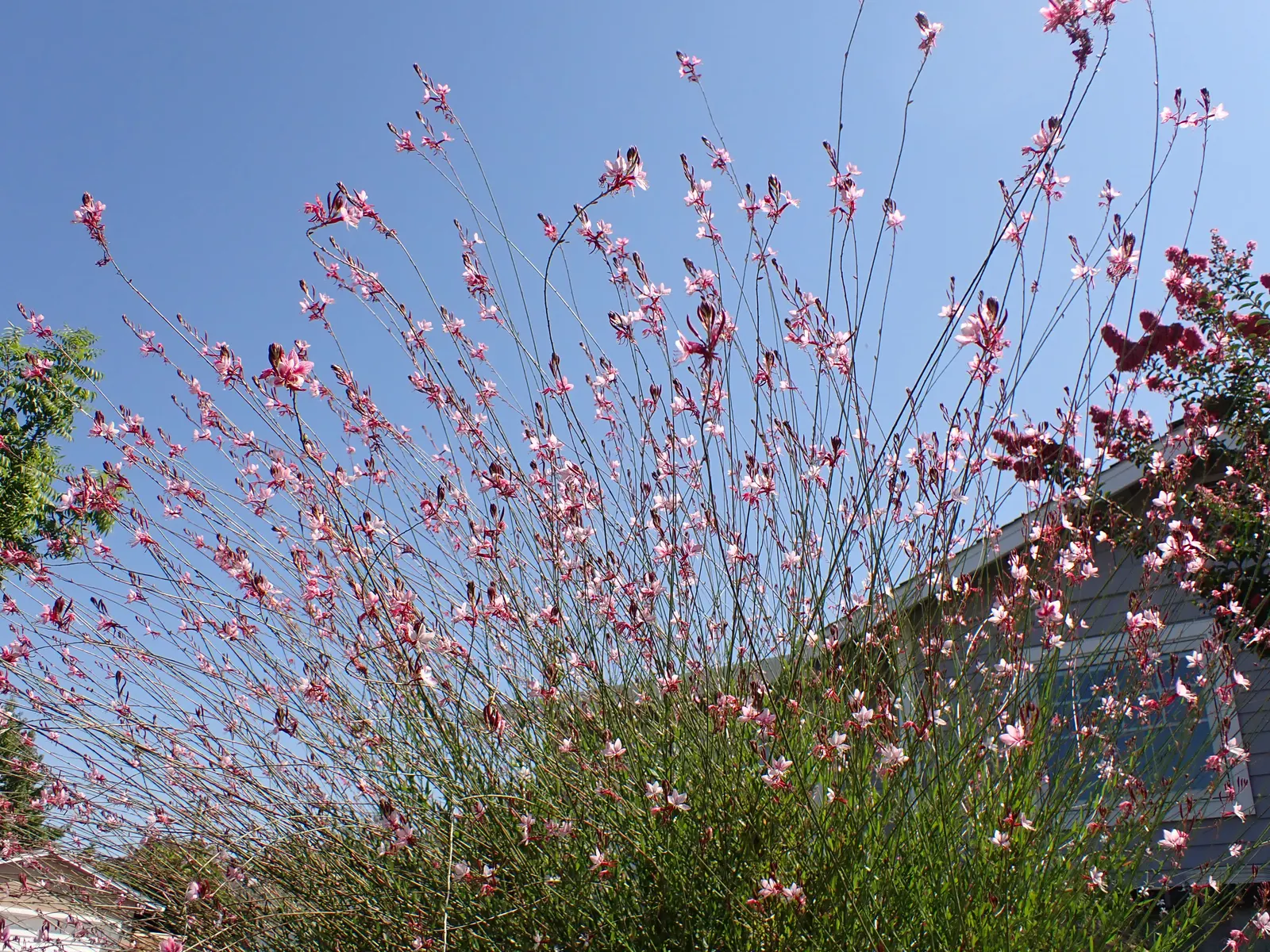 Pink Gaura (Gaura Lindheimeri 'Siskiyou Pink') — Its airy and graceful appearance adds movement to gardens, thriving in USDA zones 5-9; pink and red flowers in
