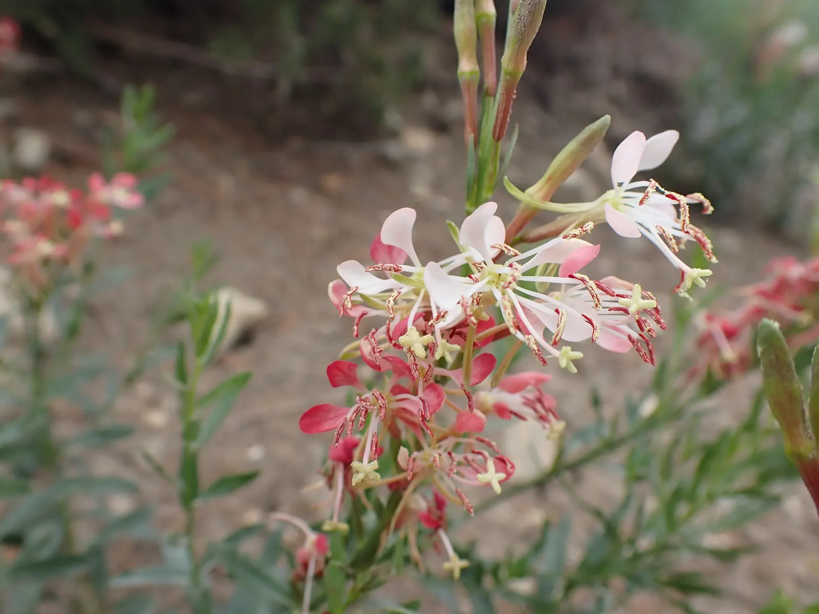 Pink Gaura (Gaura Lindheimeri 'Siskiyou Pink') — amplifying its aesthetic appeal