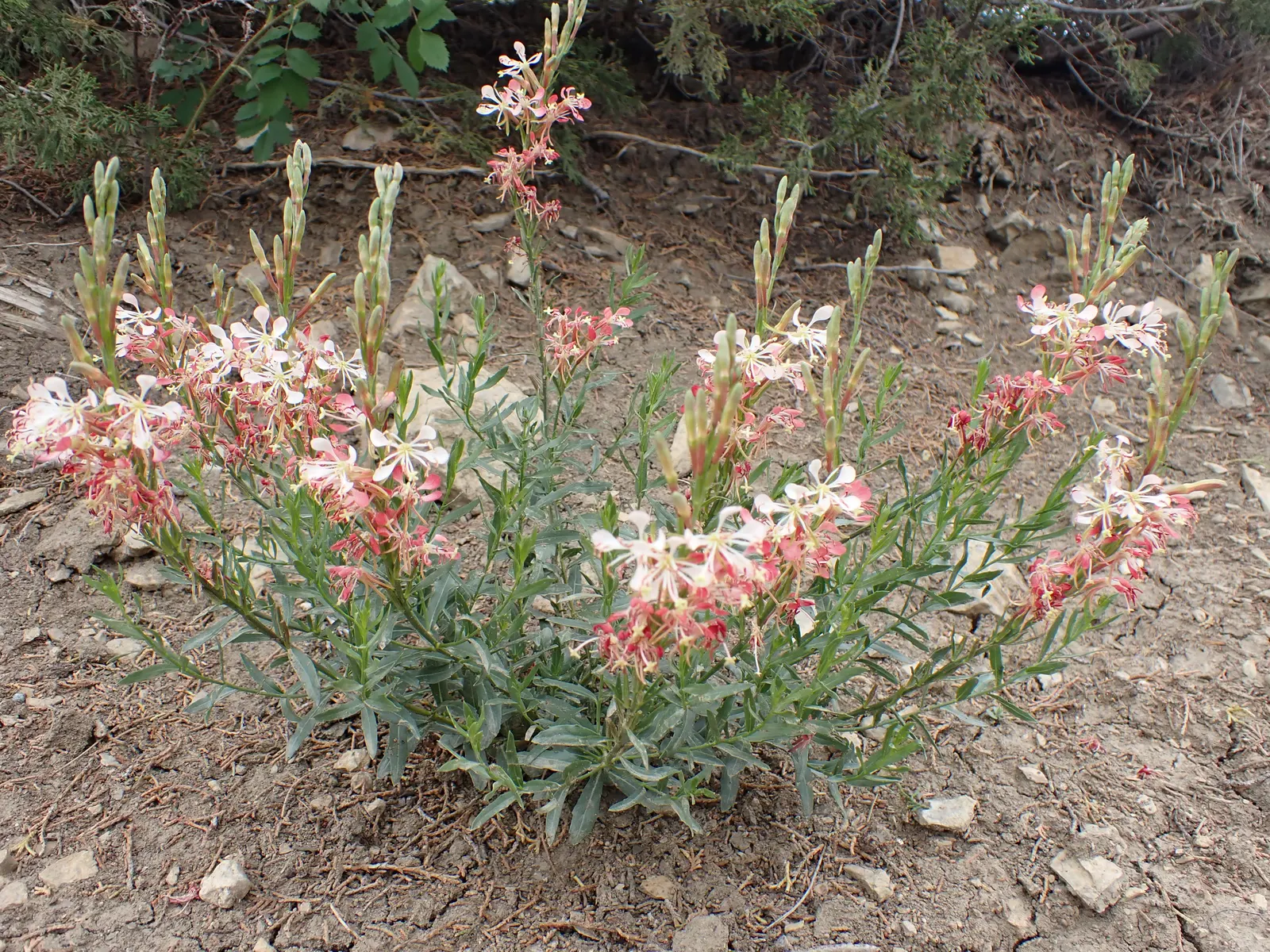 Pink Gaura (Gaura Lindheimeri 'Siskiyou Pink') — which are initially green but mature to a striking burgundy hue in the fall