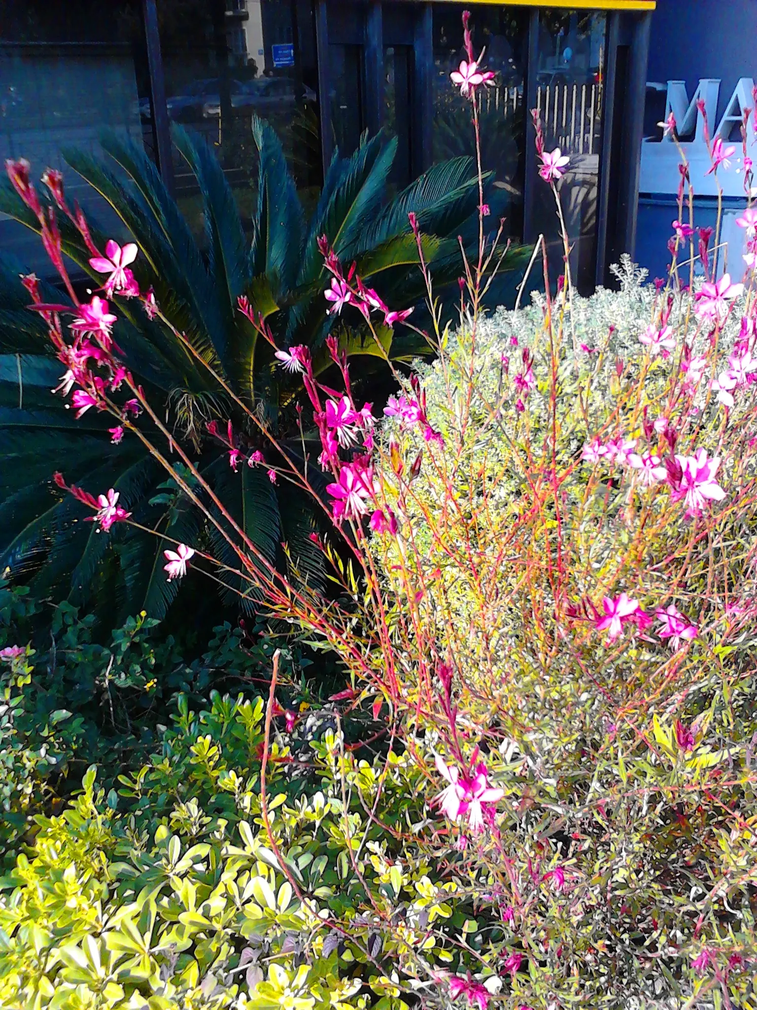 Pink Gaura (Gaura Lindheimeri 'Siskiyou Pink') — commonly known as Pink Gaura; its airy and graceful appearance adds movement to gardens, thriving in USDA