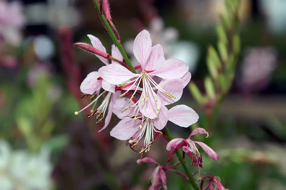 Pink Gaura (Gaura Lindheimeri 'Siskiyou Pink') — this selection boasts a cloud of deep pink flowers fluttering atop slender reddish stems, image 63
