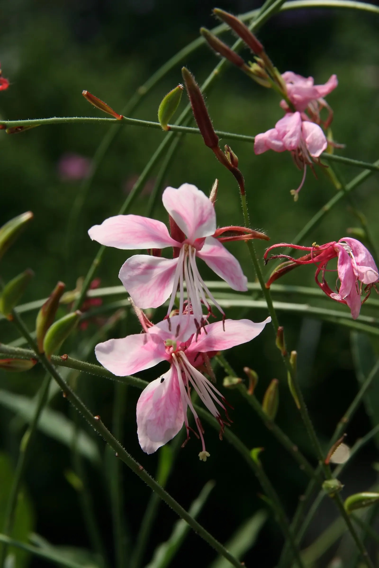 Pink Gaura (Gaura Lindheimeri 'Siskiyou Pink') — Pink Gaura is an enchanting choice for borders