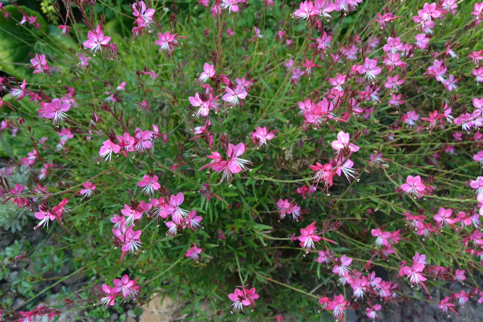 Pink Gaura (Gaura Lindheimeri 'Siskiyou Pink') — is a perennial displaying delicate pink blooms atop slender stems reaching 2-4 feet high