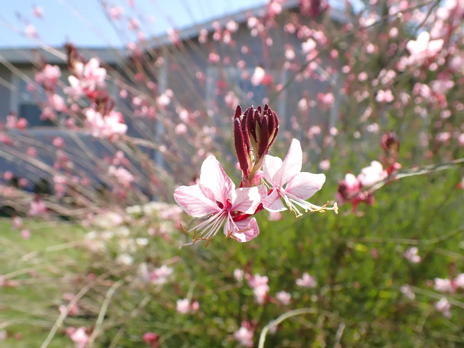 Pink Gaura (Gaura Lindheimeri 'Siskiyou Pink') — this selection boasts a cloud of deep pink flowers fluttering atop slender reddish stems; scientifically named