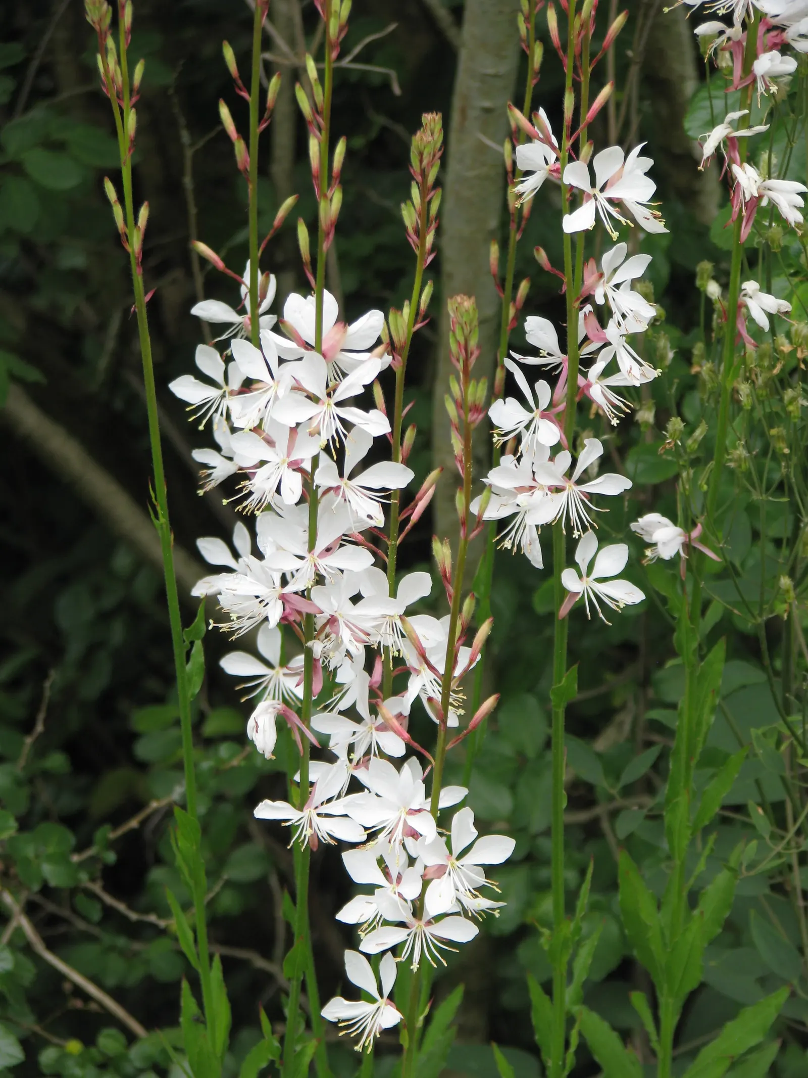 Pink Gaura (Gaura Lindheimeri 'Siskiyou Pink') — is a charming perennial that adds a whimsical touch to any garden with its butterfly-like blooms