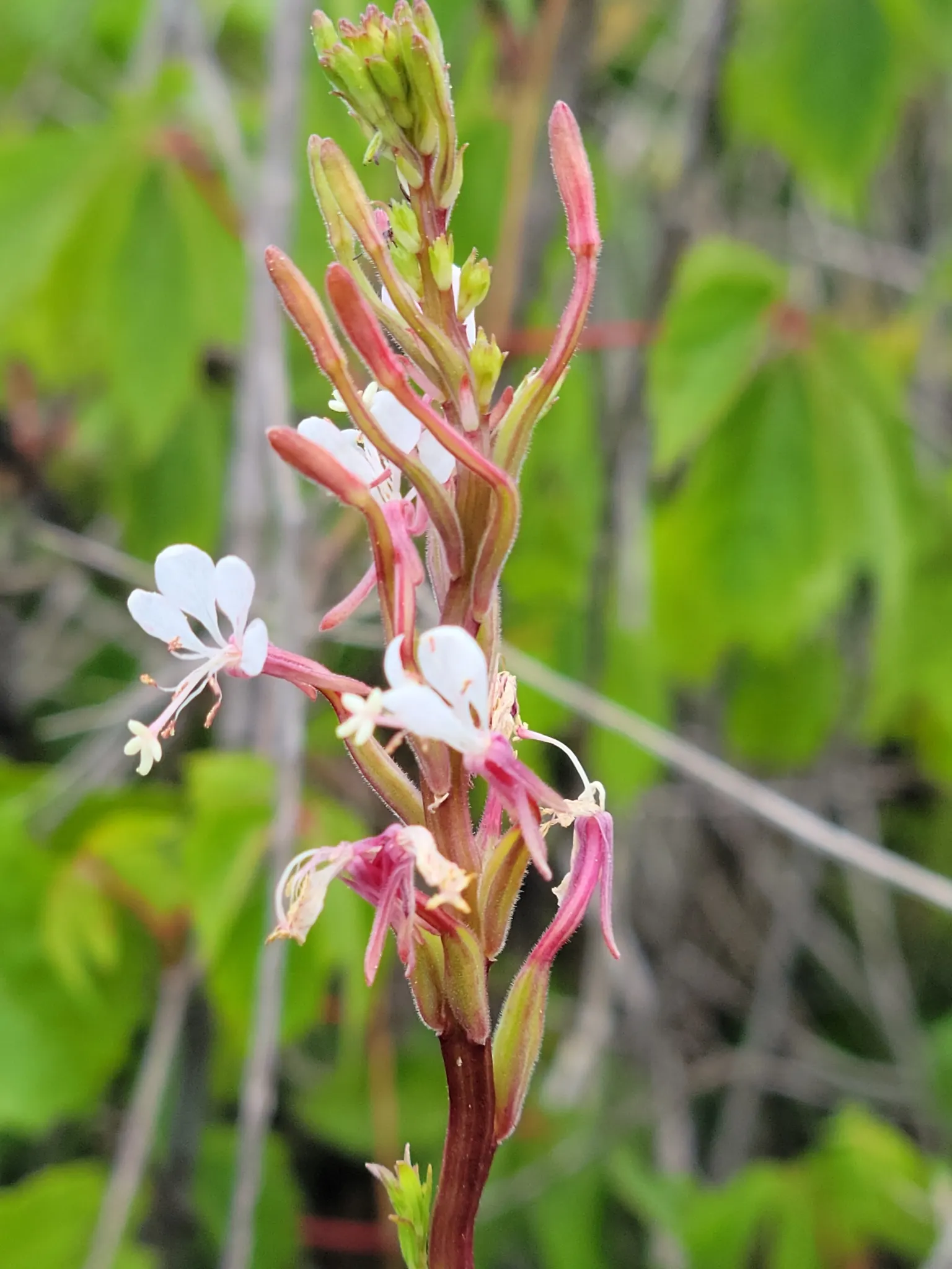 Pink Gaura (Gaura Lindheimeri 'Siskiyou Pink') — It spans about 2-3 feet wide, perfect for borders or as a whimsical accent plant, image 32