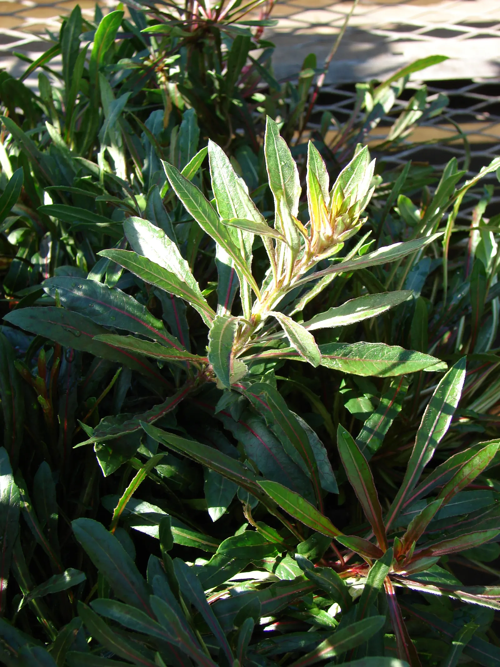 Pink Gaura (Gaura Lindheimeri 'Siskiyou Pink') — pink and red flowers in the garden; typically reaching heights of 2 to 3 feet and spreading 2 to 3 feet wide