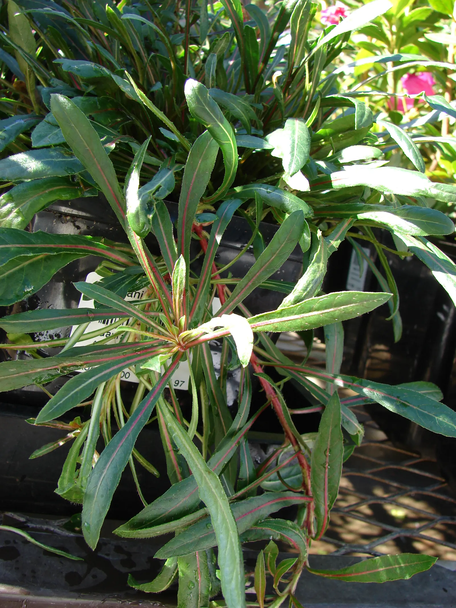 Pink Gaura (Gaura Lindheimeri 'Siskiyou Pink') — is a perennial displaying delicate pink blooms atop slender stems reaching 2-4 feet high; its, image 56