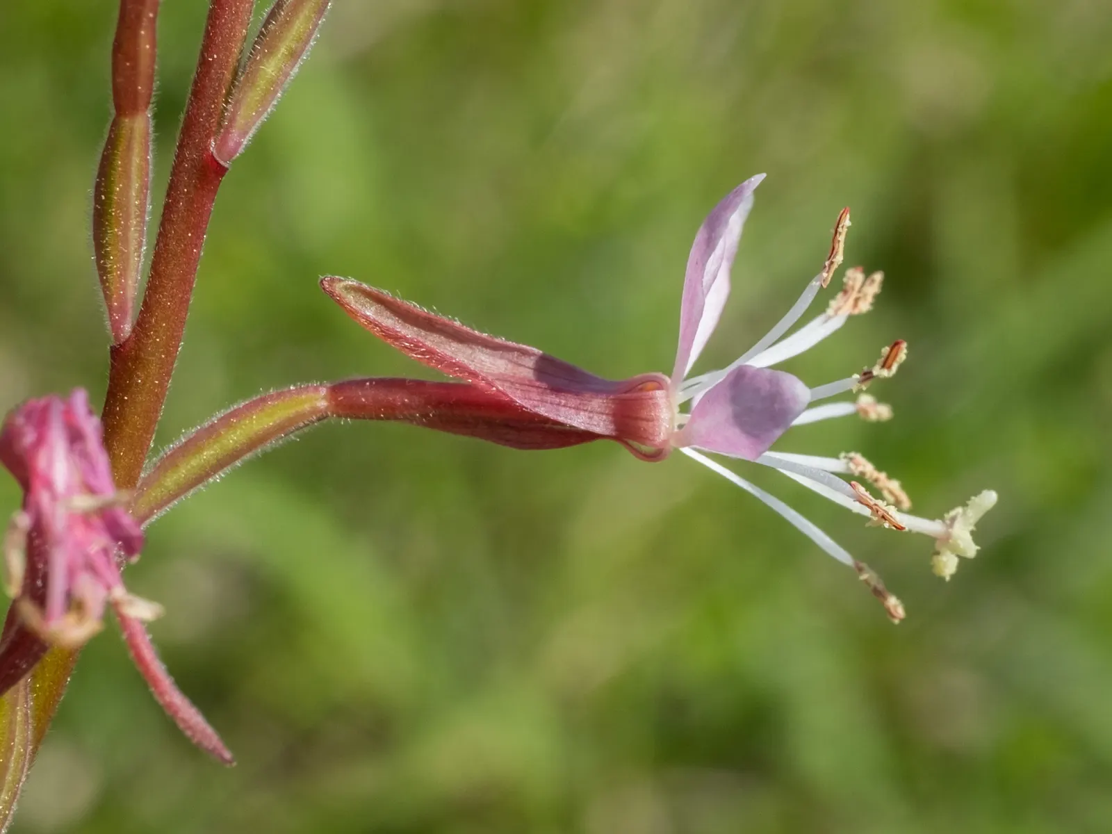 Pink Gaura (Gaura Lindheimeri 'Siskiyou Pink') — is a charming perennial that adds a whimsical touch to any garden with its butterfly-like blooms, image 61