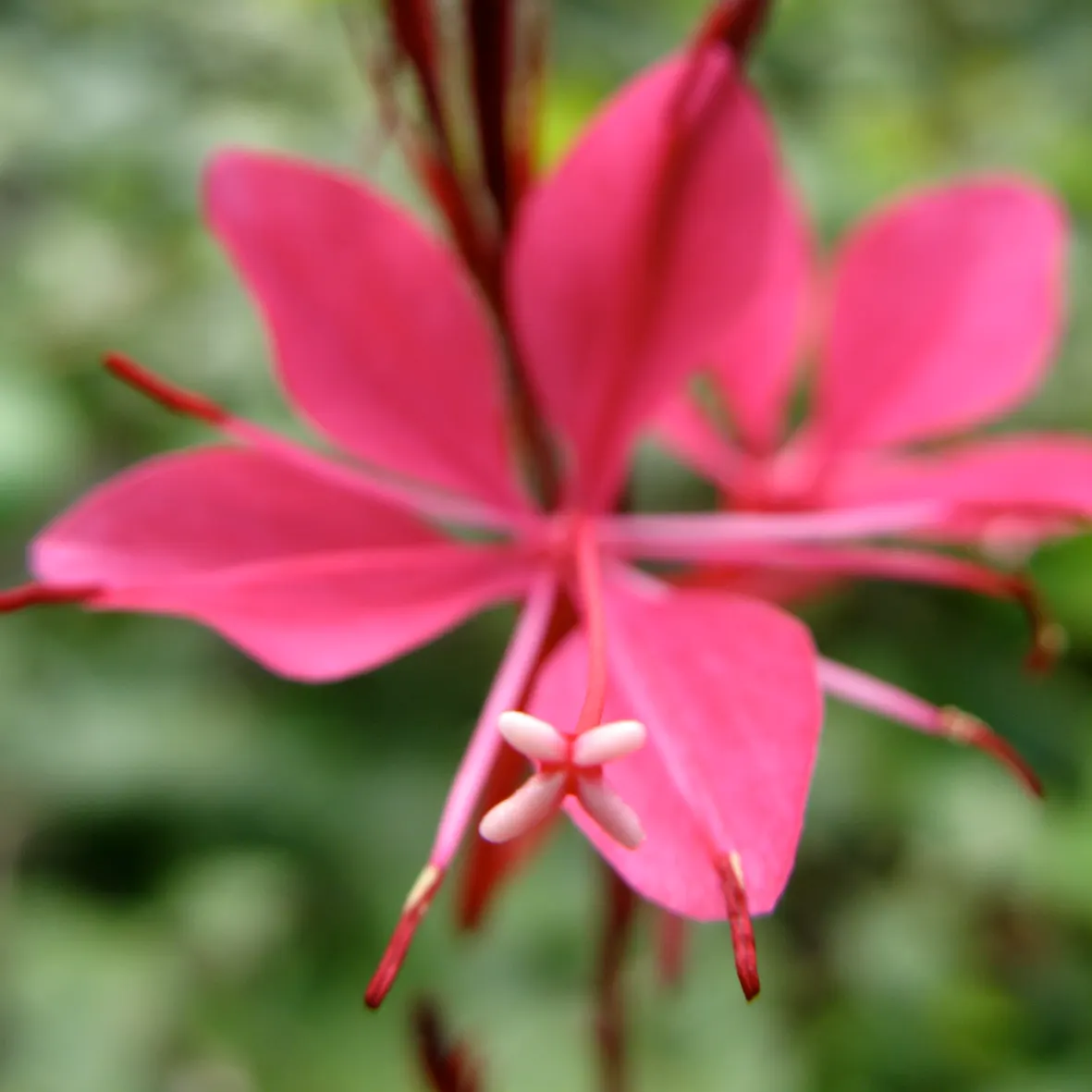 Pink Gaura (Gaura Lindheimeri 'Siskiyou Pink') — perennial for full or half