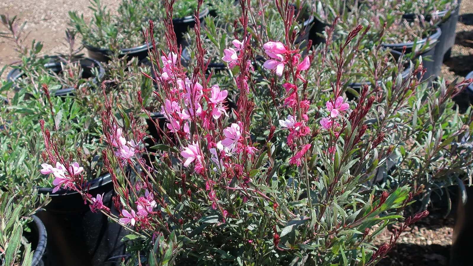 Pink Gaura (Gaura Lindheimeri 'Siskiyou Pink') — Pink Gaura is an enchanting choice for borders, image 50