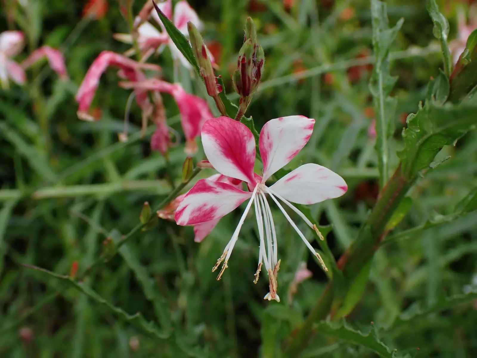 Pink Gaura (Gaura Lindheimeri 'Siskiyou Pink') — Its flowering season extends from late spring through autumn; such as occasional deadheading to promote
