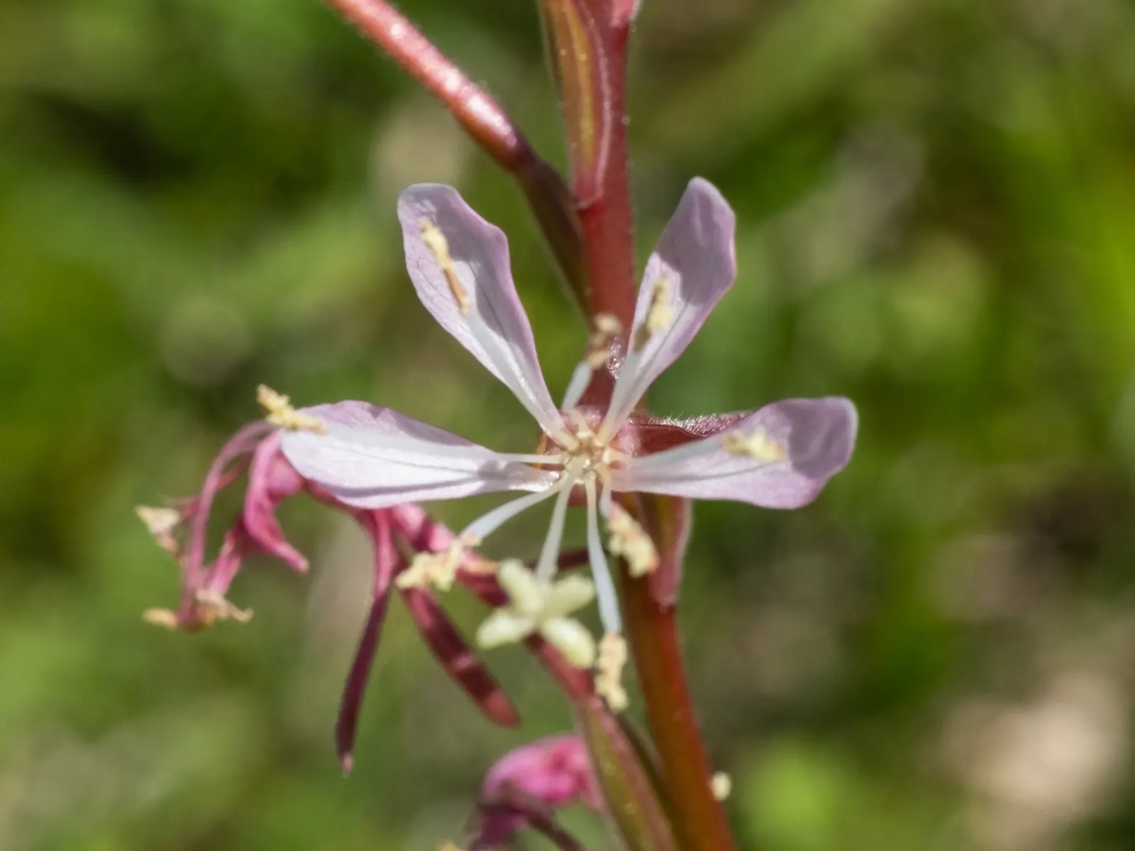 Pink Gaura (Gaura Lindheimeri 'Siskiyou Pink') — commonly known as Pink Gaura