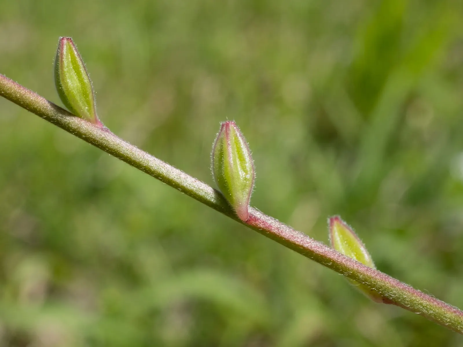Pink Gaura (Gaura Lindheimeri 'Siskiyou Pink') — perennial for full or half; or naturalized planting areas