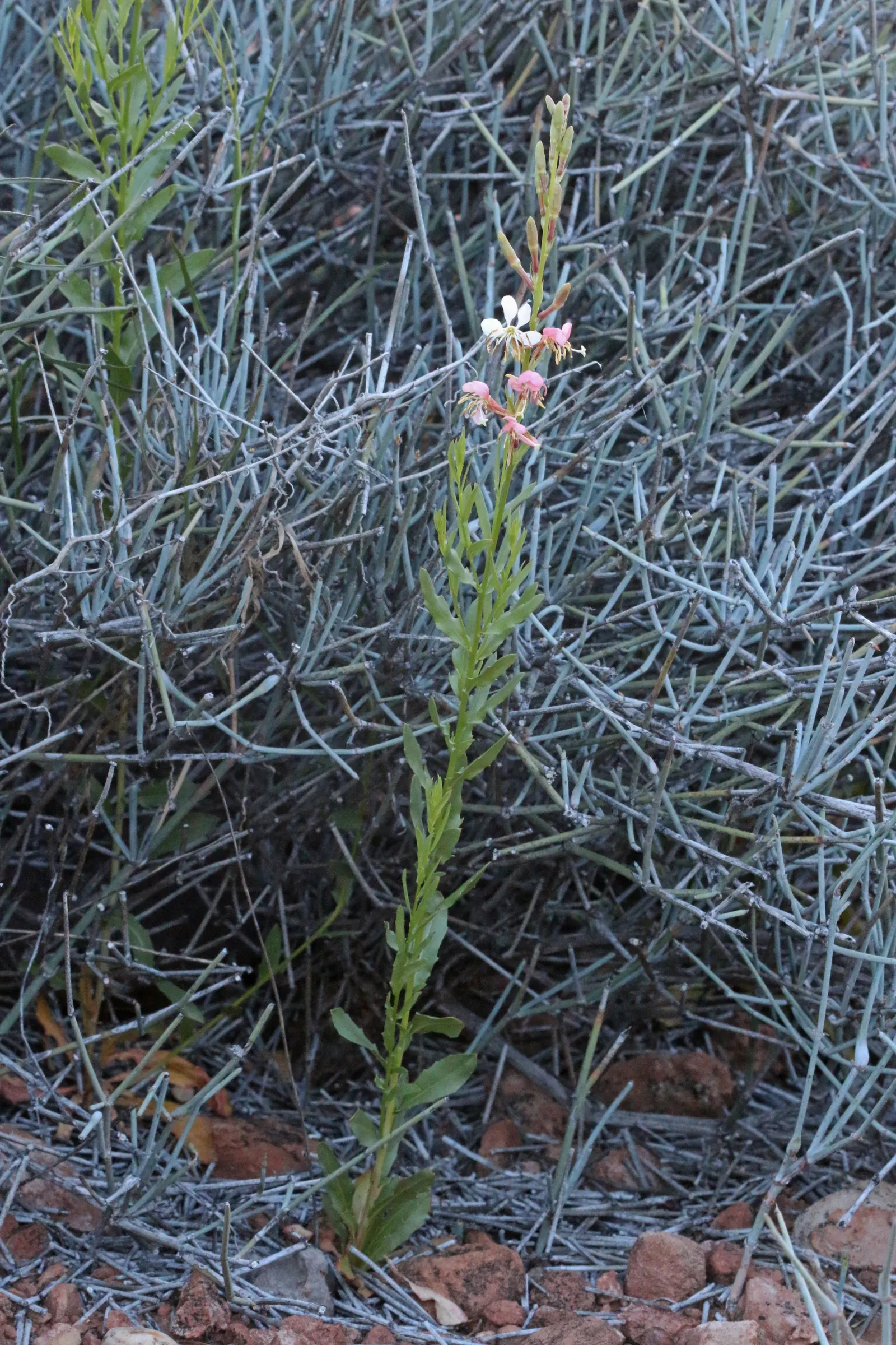 Pink Gaura (Gaura Lindheimeri 'Siskiyou Pink') — typically reaching heights of 2 to 3 feet and spreading 2 to 3 feet wide; amplifying its aesthetic, image 64