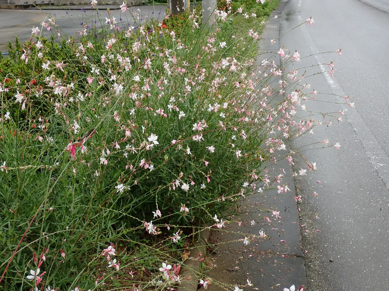 Pink Gaura (Gaura Lindheimeri 'Siskiyou Pink') — Originating from the North American prairies; perennial with pink and red blooms