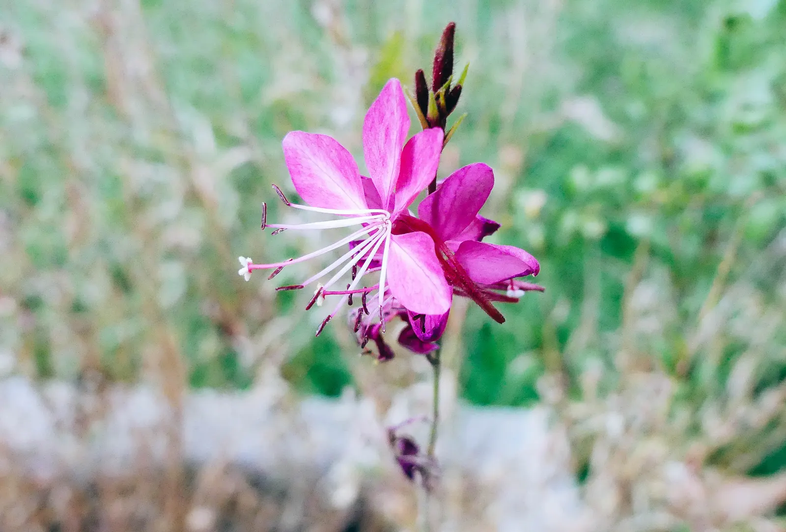 Pink Gaura (Gaura Lindheimeri 'Siskiyou Pink') — perennial with pink and red blooms