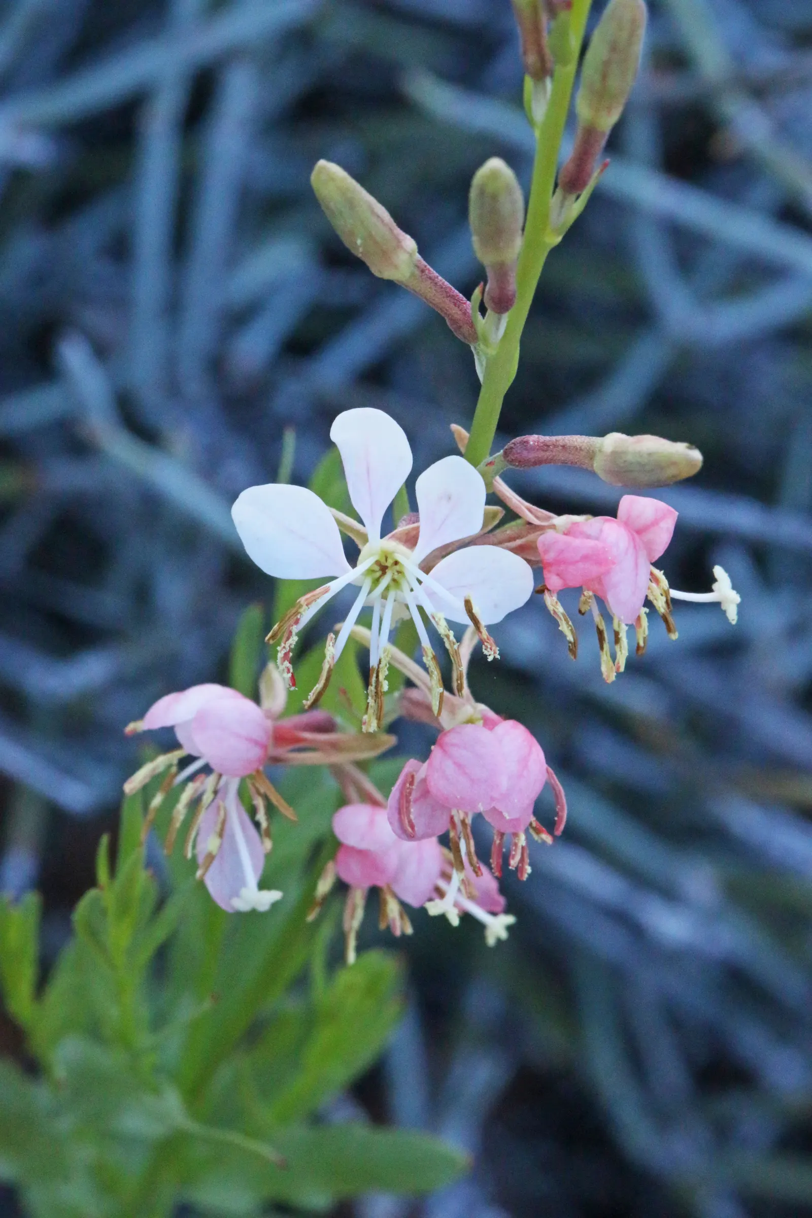Pink Gaura (Gaura Lindheimeri 'Siskiyou Pink') — or naturalized planting areas