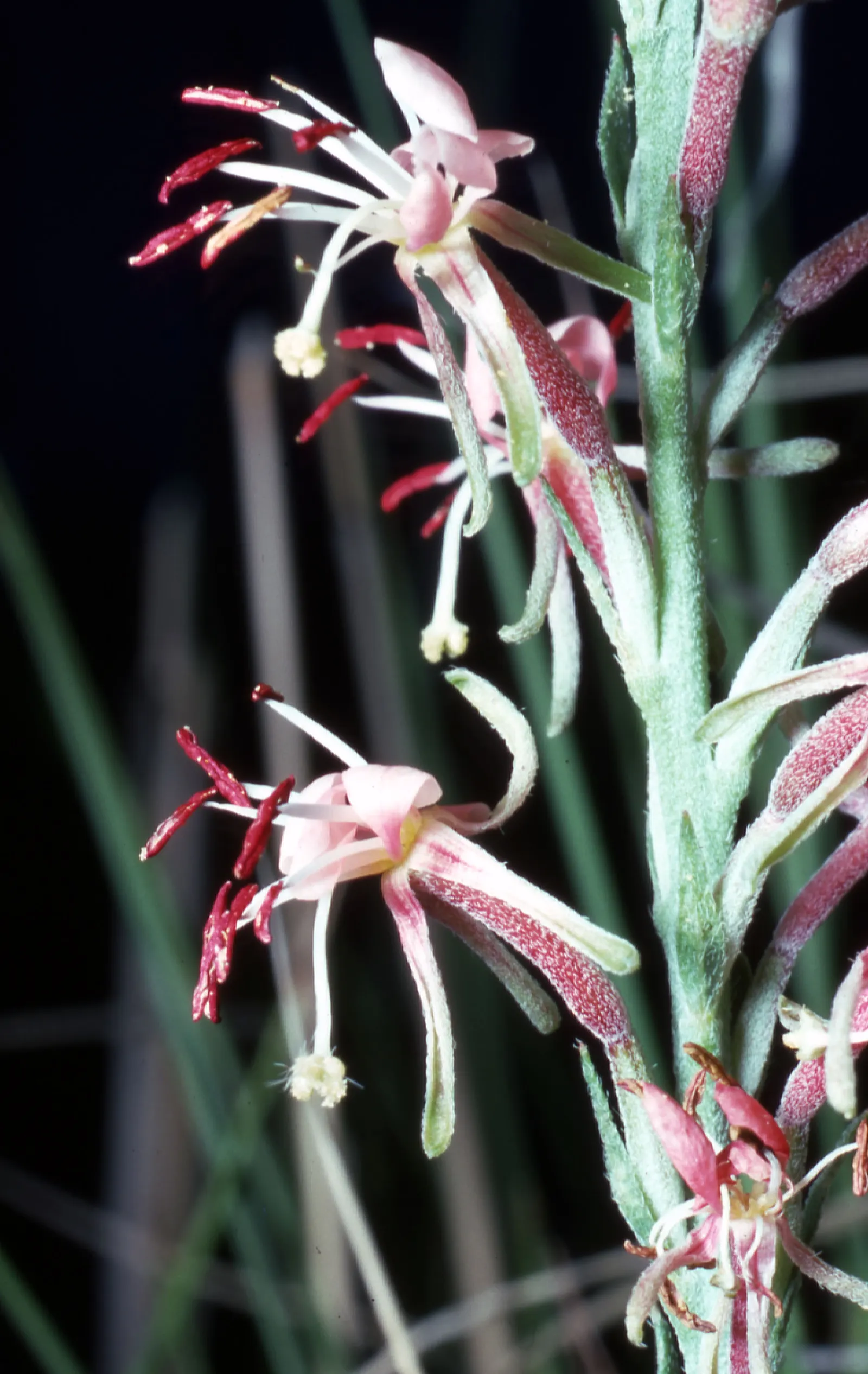 Pink Gaura (Gaura Lindheimeri 'Siskiyou Pink') — Spacing these plants about 18 to 24 inches apart will allow ample room for growth; it is adaptable to a