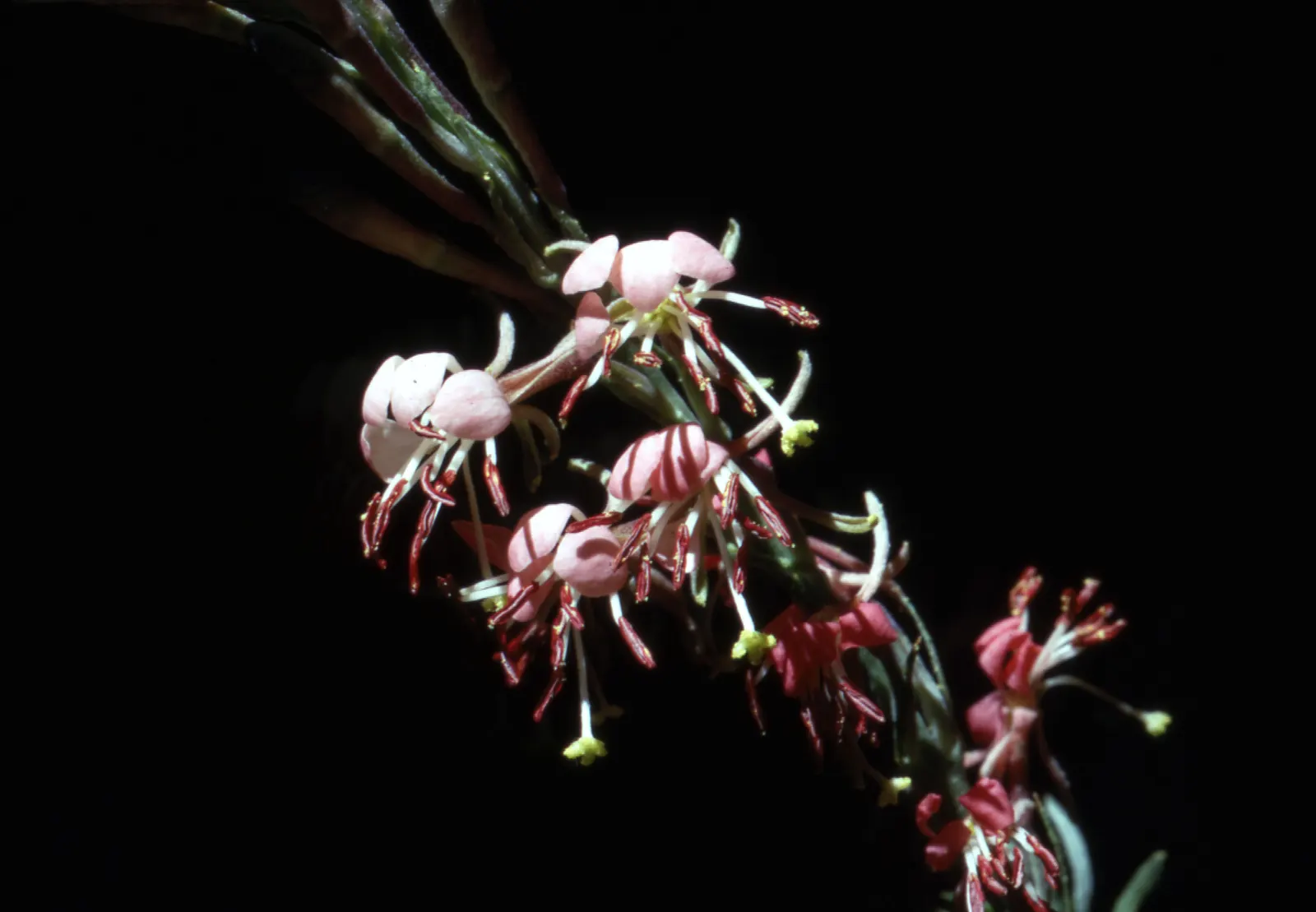 Pink Gaura (Gaura Lindheimeri 'Siskiyou Pink') — It is adaptable to a variety of soil types, as long as they are well-draining; add to its allure, image 69