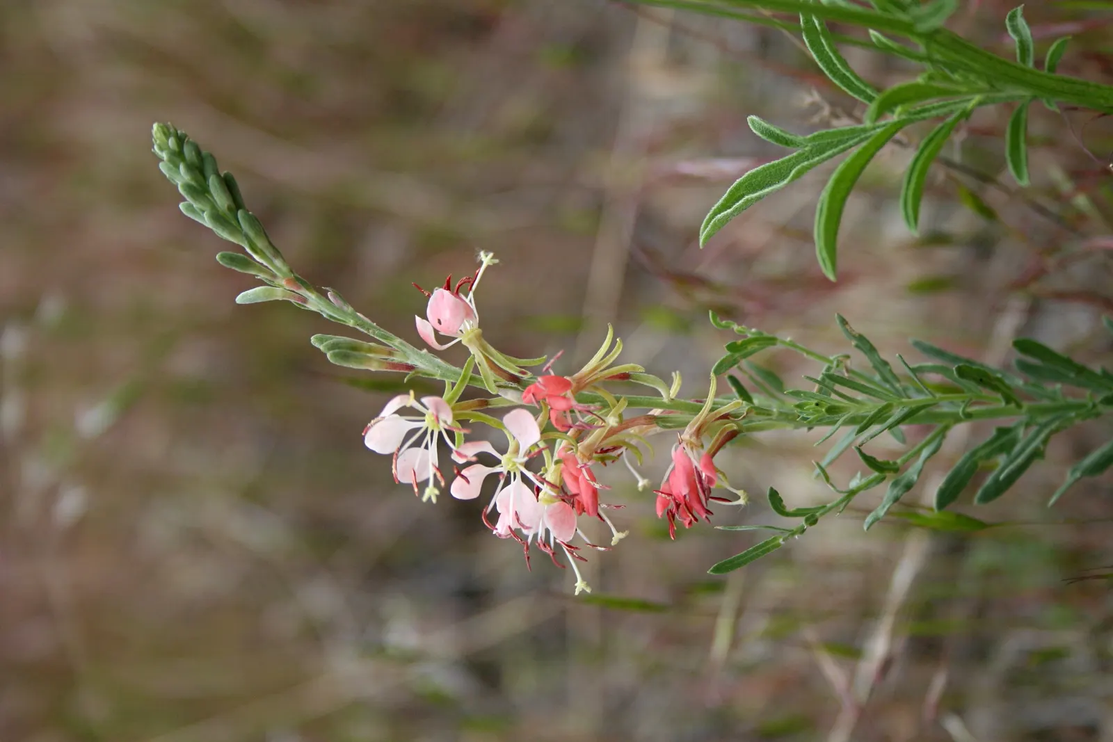 Pink Gaura (Gaura Lindheimeri 'Siskiyou Pink') — is a charming perennial that adds a whimsical touch to any garden with its butterfly-like blooms; low