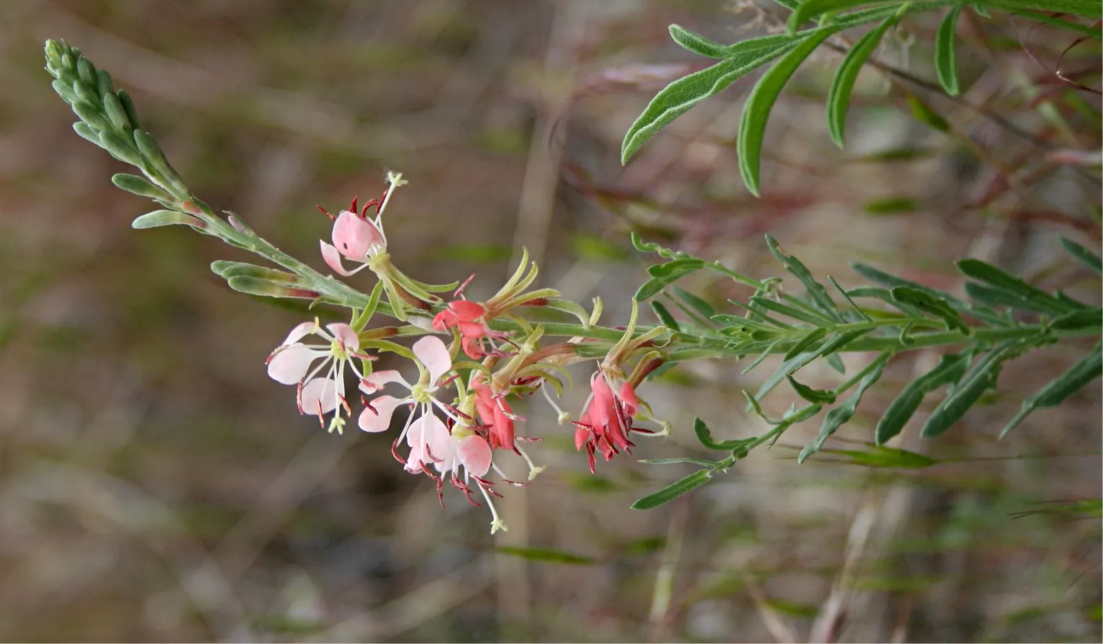 Pink Gaura (Gaura Lindheimeri 'Siskiyou Pink') — such as occasional deadheading to promote reblooming and light pruning in late winter or early spring; is a