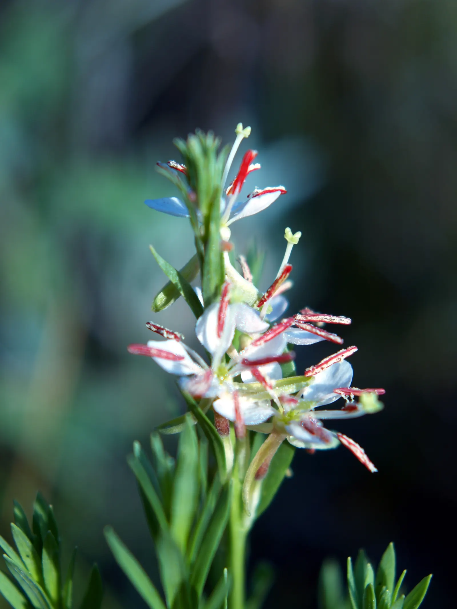 Pink Gaura (Gaura Lindheimeri 'Siskiyou Pink') — or naturalized planting areas; this drought-resistant plant flourishes in full sun, blooming from late spring