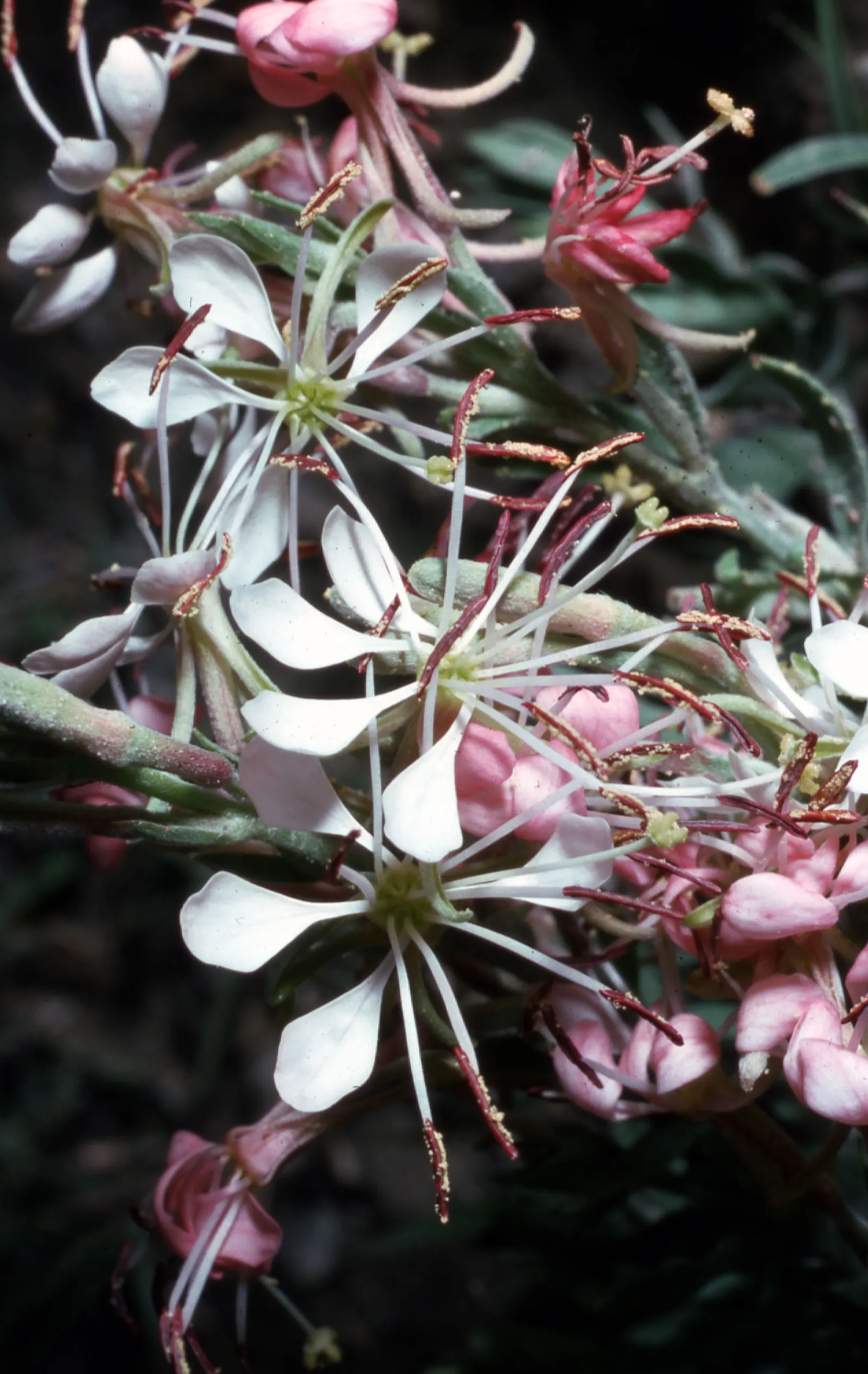Pink Gaura (Gaura Lindheimeri 'Siskiyou Pink') — <br><br>Gaura lindheimeri 'Siskiyou Pink' is drought-resistant once established; commonly known as, image 70