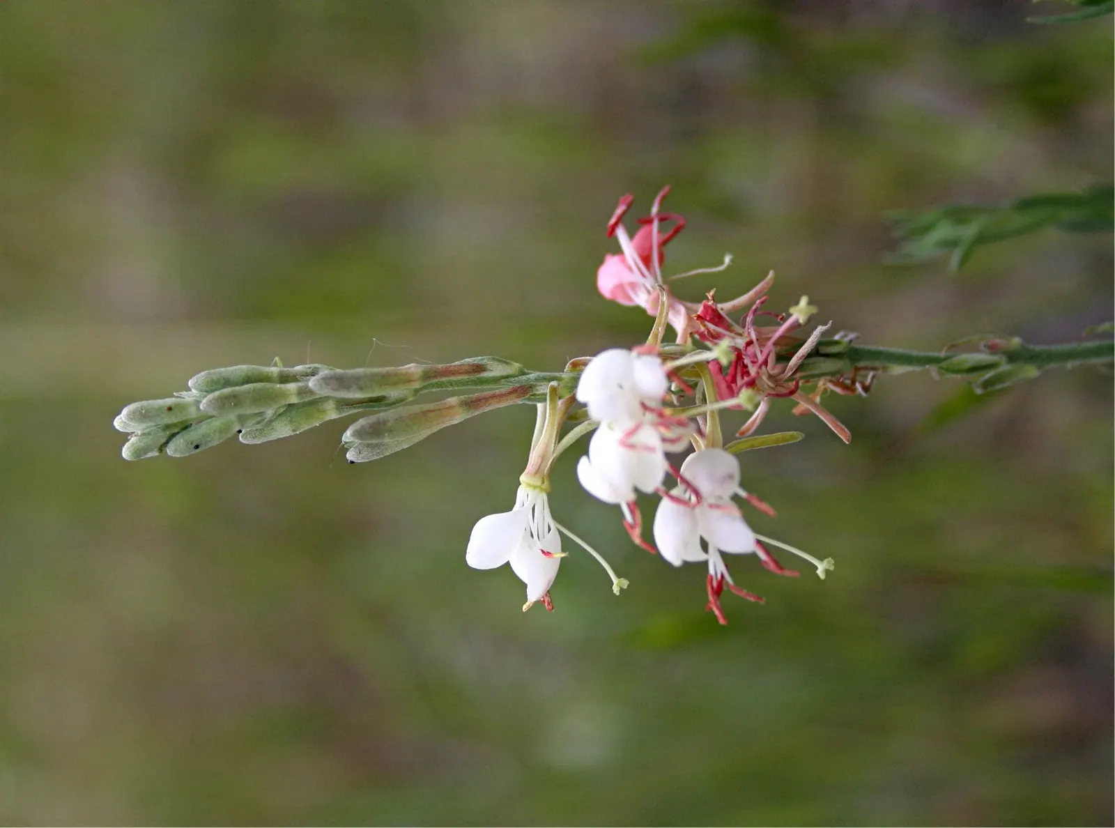Pink Gaura (Gaura Lindheimeri 'Siskiyou Pink') — commonly known as Pink Gaura; its airy and graceful appearance adds movement to gardens, thriving, image 55