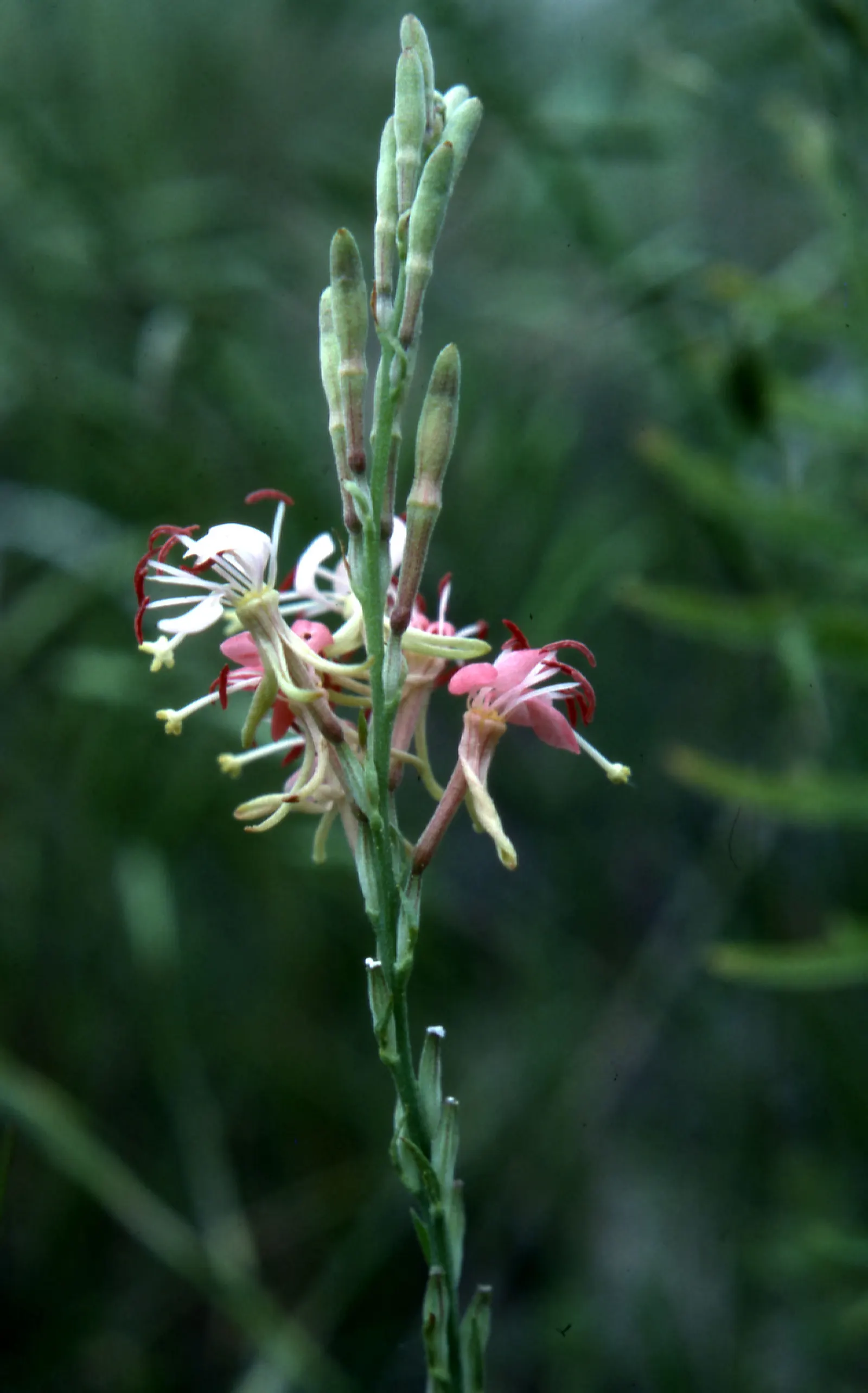 Pink Gaura (Gaura Lindheimeri 'Siskiyou Pink') — amplifying its aesthetic appeal; is a charming perennial that adds a whimsical touch to any garden, image 67