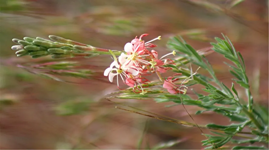 Pink Gaura (Gaura Lindheimeri 'Siskiyou Pink') — perennial with pink and red blooms; making it an excellent addition to xeriscaping and water-wise gardens