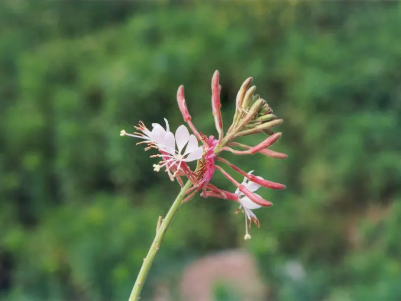 Pink Gaura (Gaura Lindheimeri 'Siskiyou Pink') — It is adaptable to a variety of soil types, as long as they are well-draining; add to its allure for both