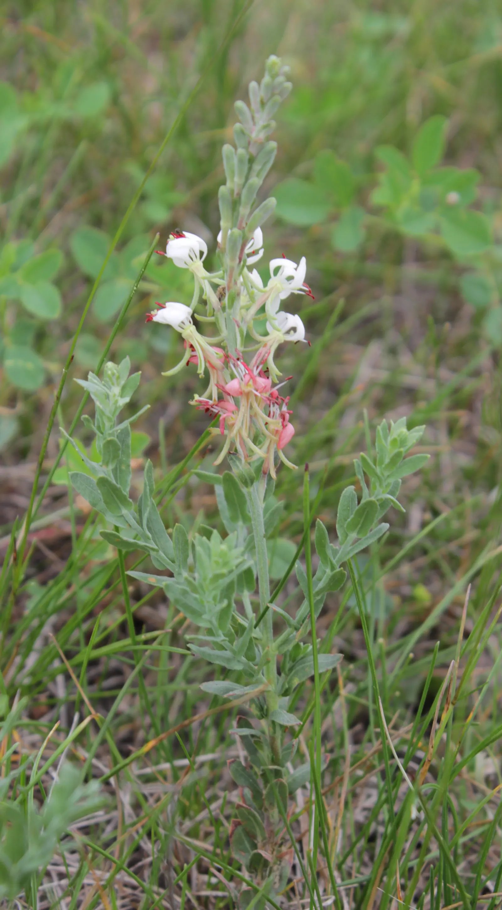 Pink Gaura (Gaura Lindheimeri 'Siskiyou Pink') — This hardy plant thrives in USDA zones 5 through 9, preferring full sun exposure to partial shade, image 41