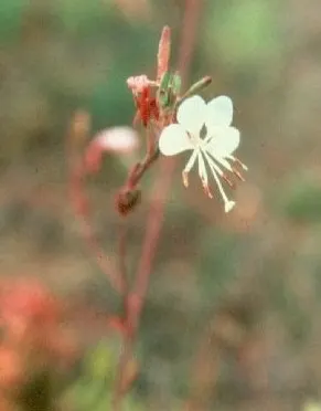 Pink Gaura (Gaura Lindheimeri 'Siskiyou Pink') — With its airy feel and captivating movement in the breeze; <br><br>Gaura lindheimeri 'Siskiyou Pink' is