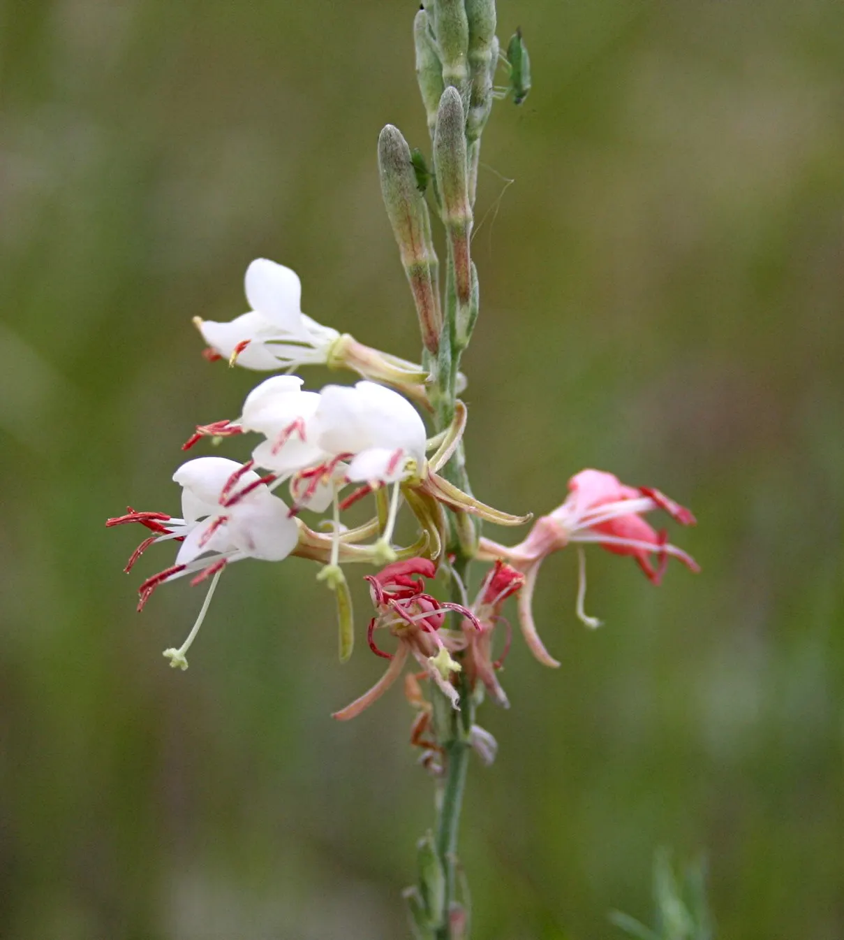 Pink Gaura (Gaura Lindheimeri 'Siskiyou Pink') — typically reaching heights of 2 to 3 feet and spreading 2 to 3 feet wide; amplifying its aesthetic appeal