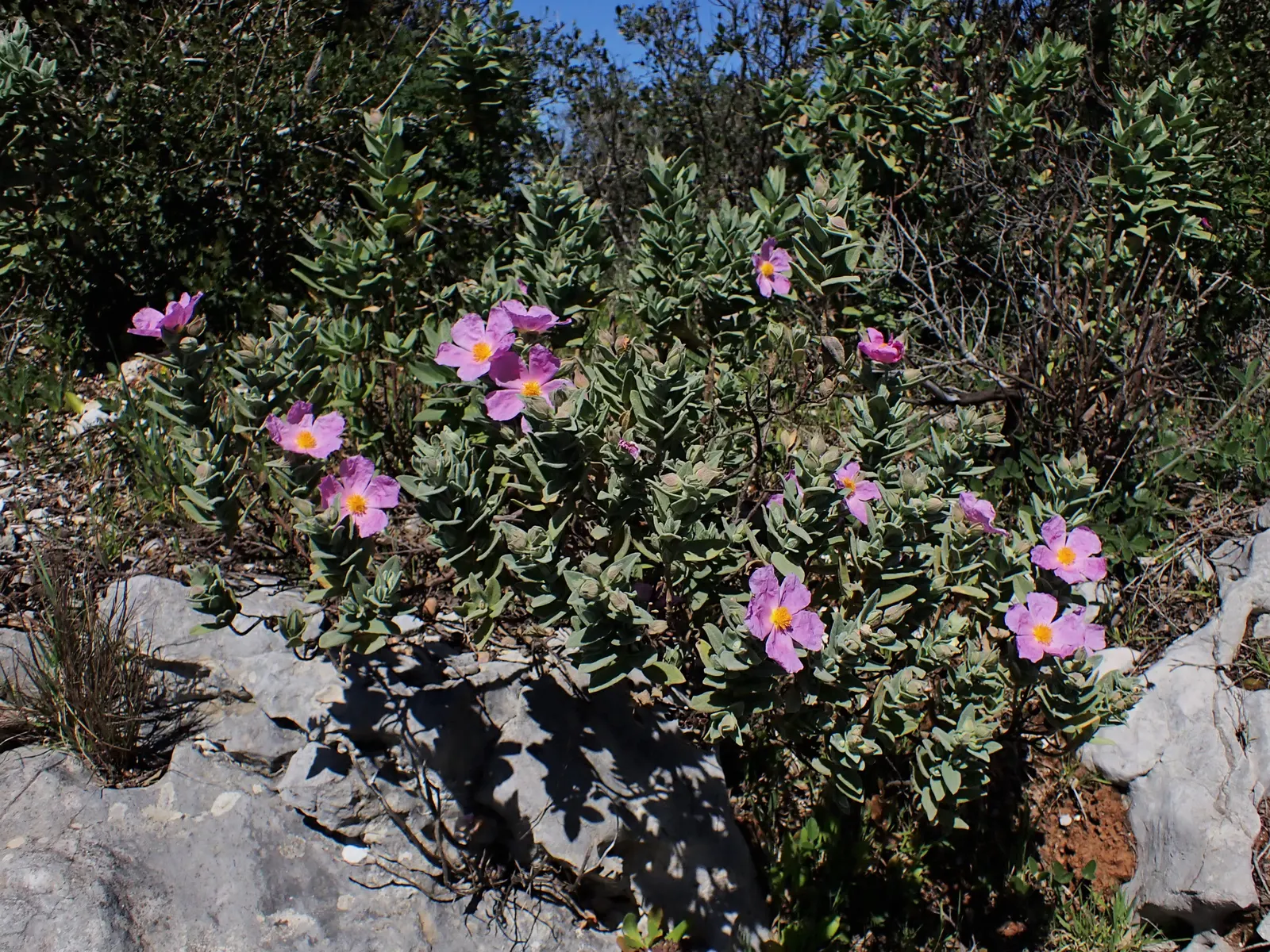 White-Leaved Rockrose (Cistus Albidus) — adhering closely to stems that are also covered in the same downy texture; making it superb for water-wise gardens