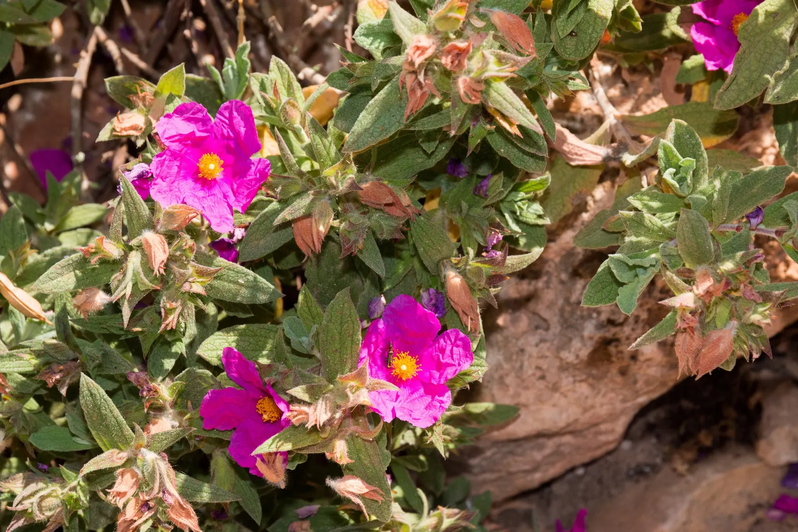 White-Leaved Rockrose (Cistus Albidus) — typically 1 to 2 inches in diameter, image 35