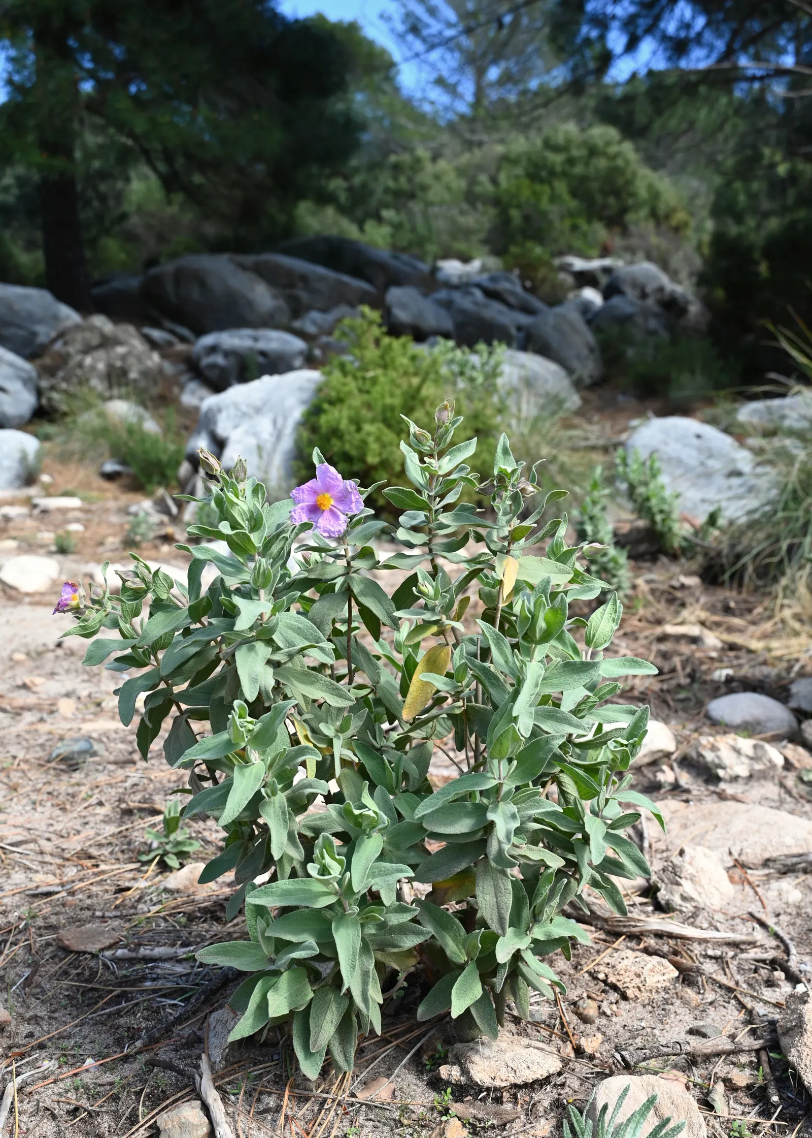 White-Leaved Rockrose (Cistus Albidus) — Growing to an average height and spread of 3 to 5 feet
