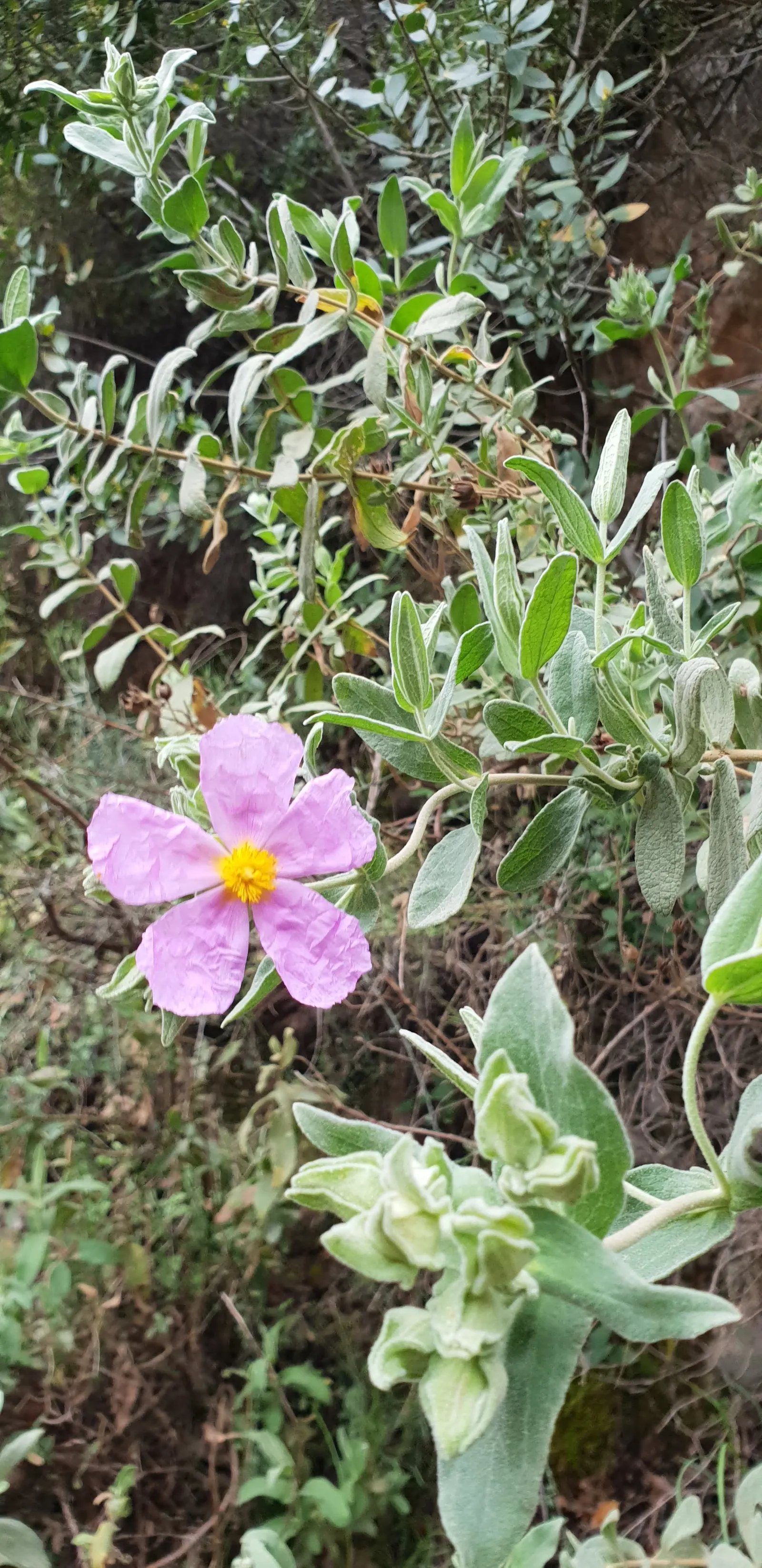 White-Leaved Rockrose (Cistus Albidus) — shrub for full; stunning selection for both landscape designers and homeowners with a taste for resilient, image 69