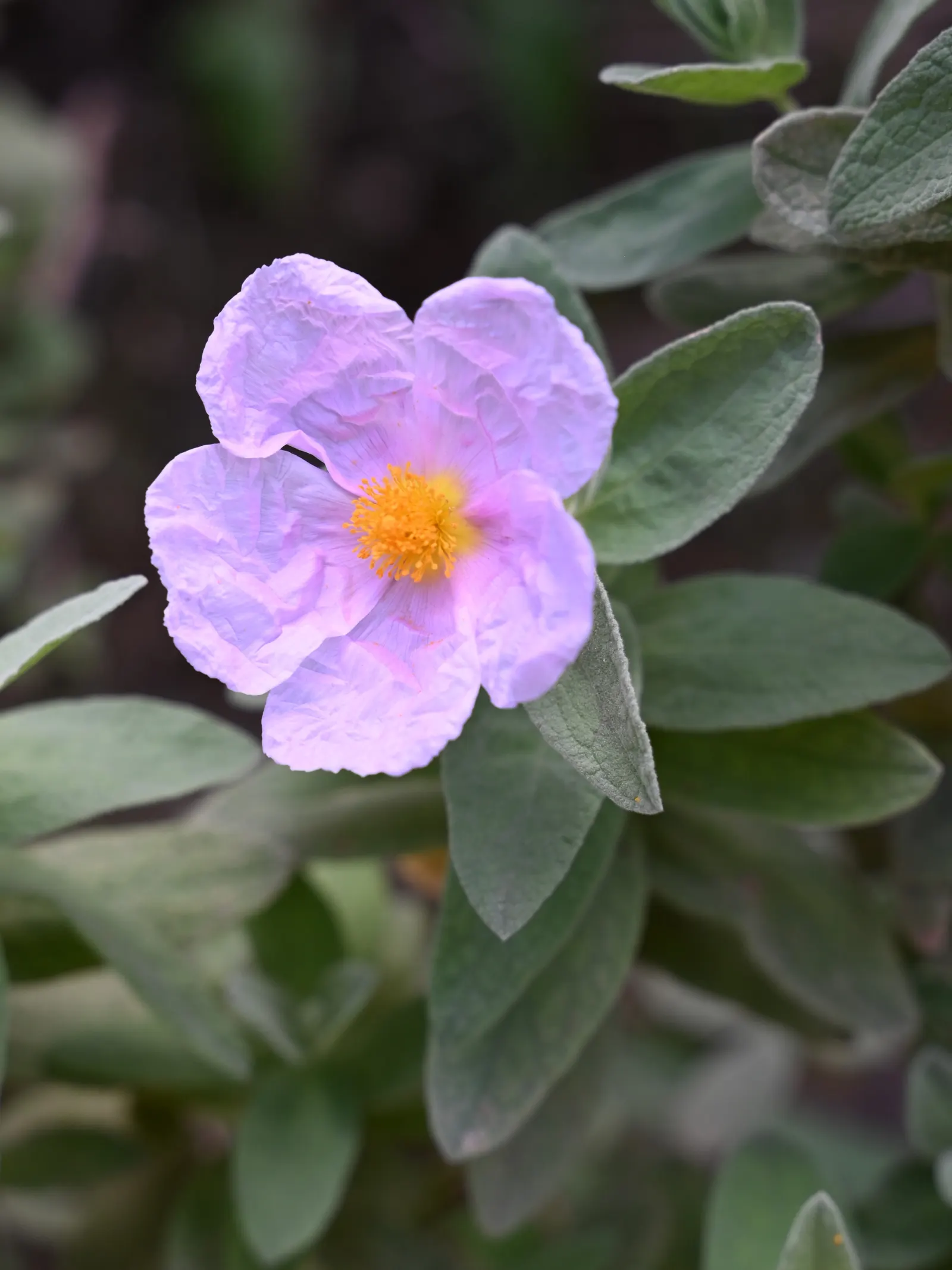 White-Leaved Rockrose (Cistus Albidus) — it provides excellent ground cover with minimal watering once established; it features gray-green foliage, image 50