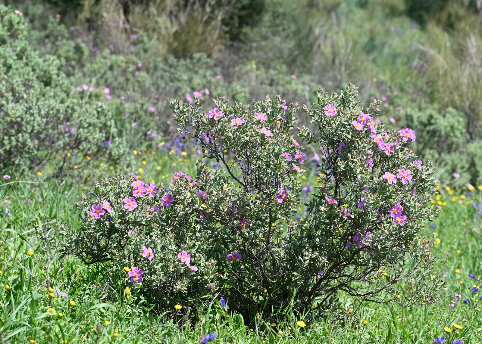White-Leaved Rockrose (Cistus Albidus) — it is relatively immune to pests and diseases; growing to an average height and spread of 3 to 5 feet, image 64