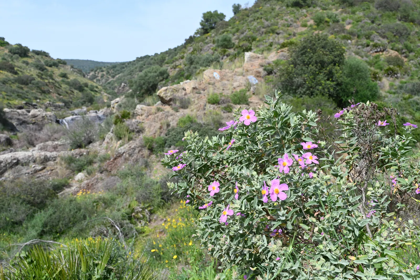 White-Leaved Rockrose (Cistus Albidus) — Thriving in full sun and well-drained soil, this rockrose is ideal for Mediterranean landscapes