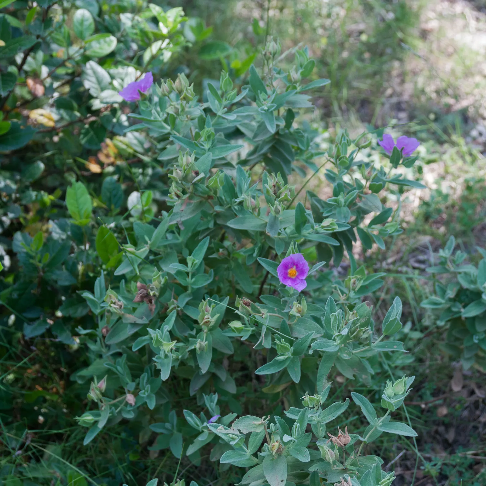 White-Leaved Rockrose (Cistus Albidus) — It thrives in well-drained soils and has excellent drought tolerance; making it ideal for xeriscaping or a, image 62