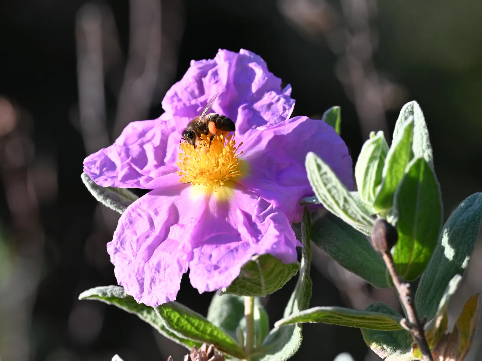White-Leaved Rockrose (Cistus Albidus) — pink flowers in the garden; scientifically known as Cistus albidus