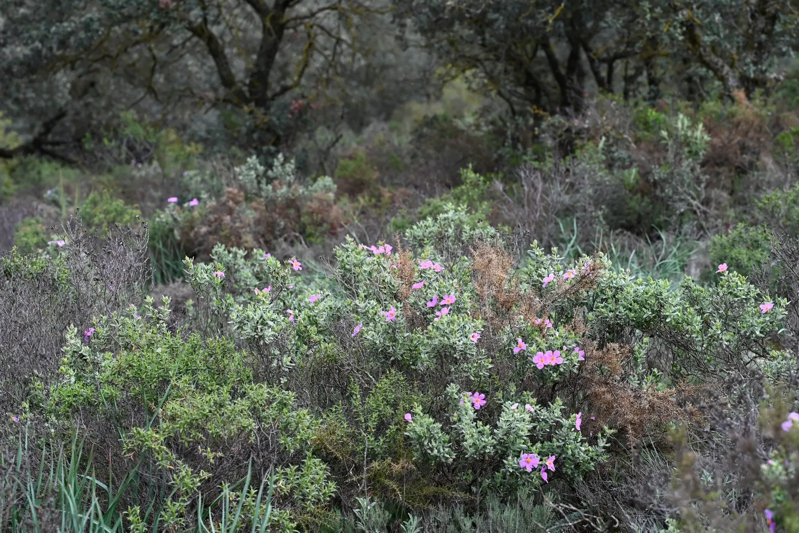 White-Leaved Rockrose (Cistus Albidus) — is a captivating evergreen shrub that brings a touch of Mediterranean charm to the landscape; shrub for full