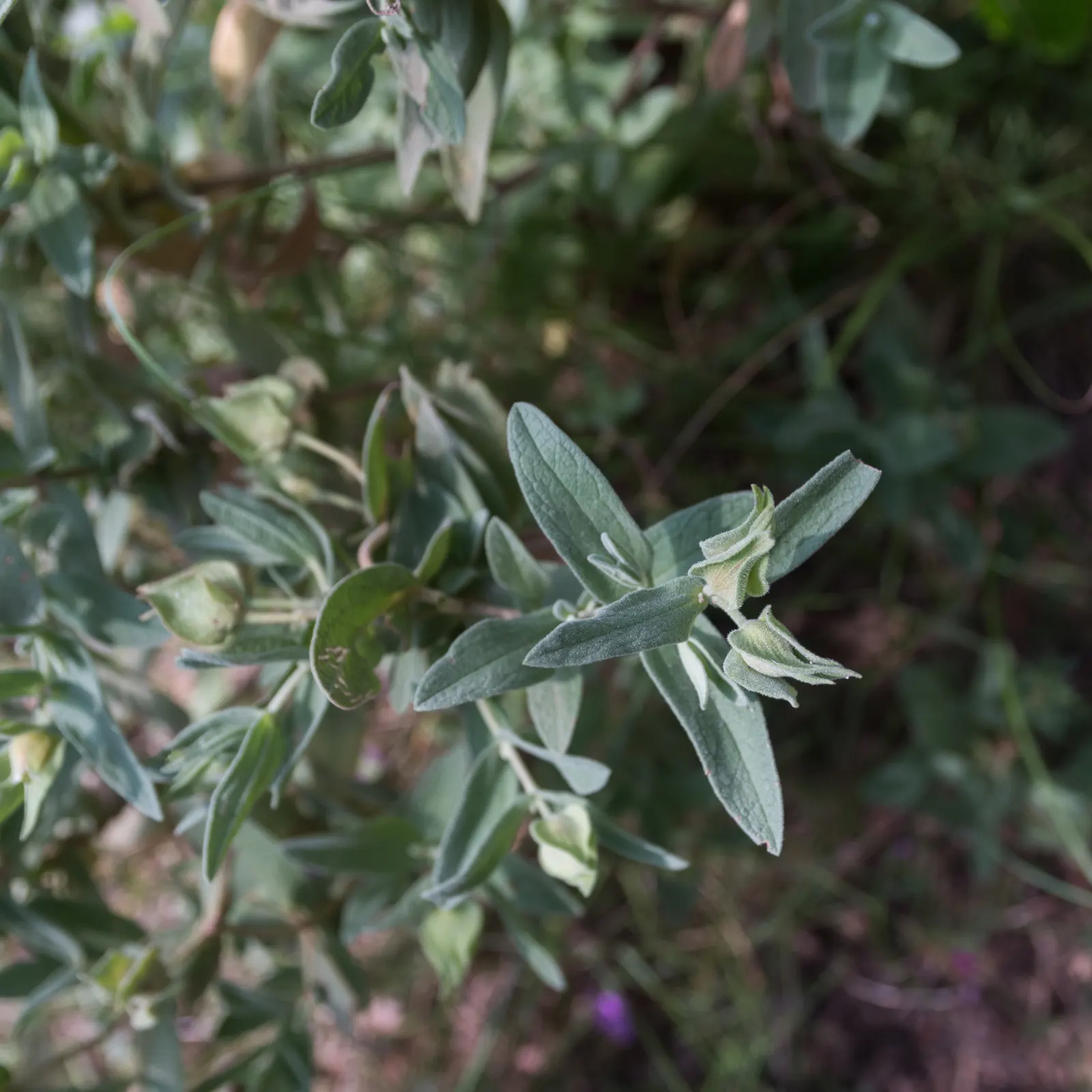 White-Leaved Rockrose (Cistus Albidus) — typically 1 to 2 inches in diameter, image 58