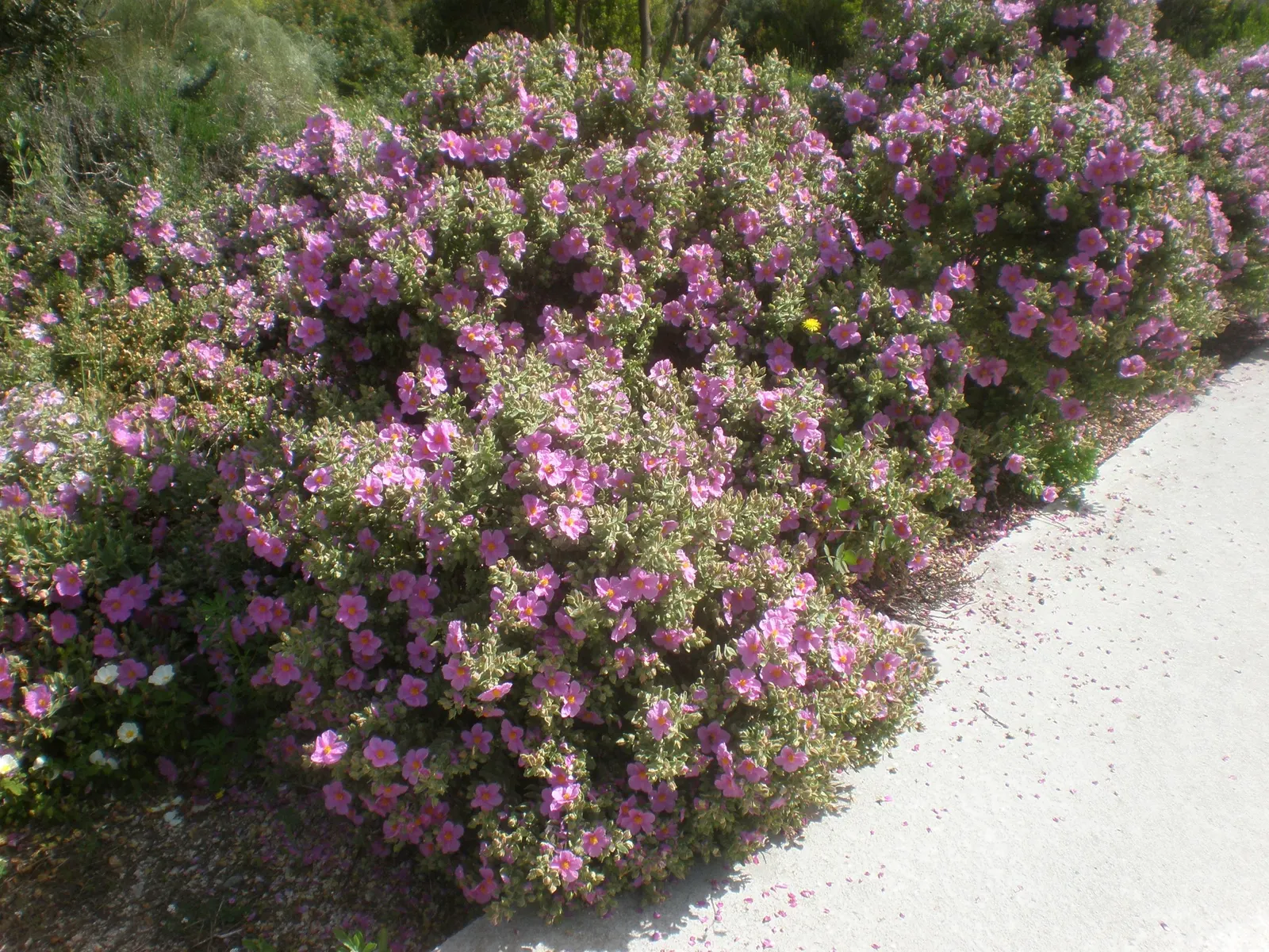 White-Leaved Rockrose (Cistus Albidus) — is a captivating evergreen shrub that brings a touch of Mediterranean charm to the landscape