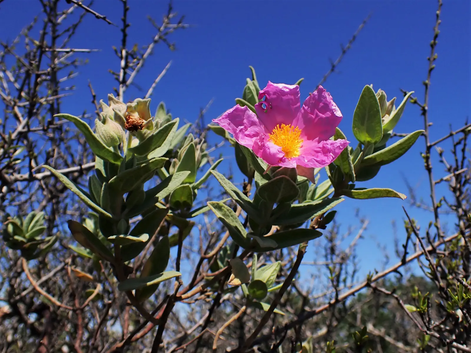 White-Leaved Rockrose (Cistus Albidus) — the White-Leaved Rockrose requires a full-sun exposure to blossom to its full potential; white or greyish down on the