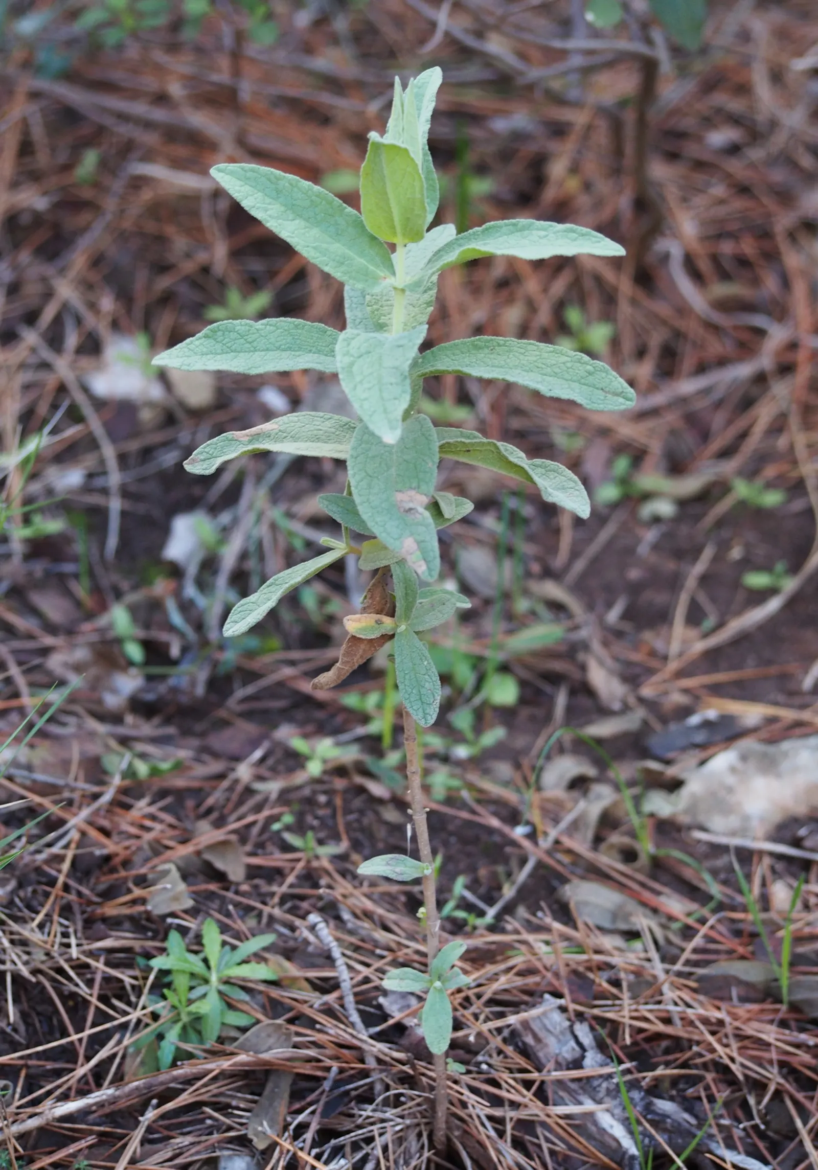 White-Leaved Rockrose (Cistus Albidus) — making it ideal for xeriscaping or a low-maintenance garden; the White-Leaved Rockrose (Cistus albidus) is, image 63